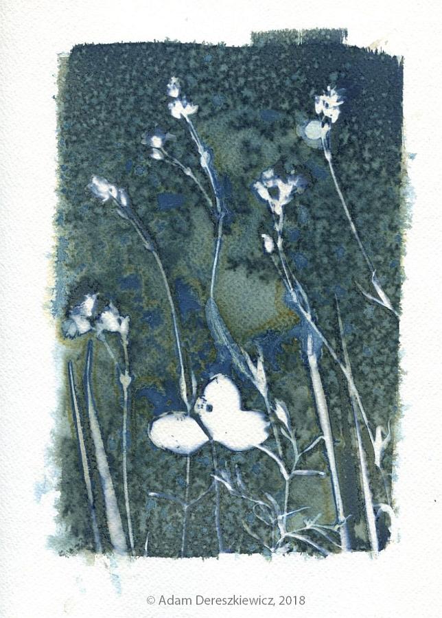 Wet cyanotype handmade print - unique art item floral