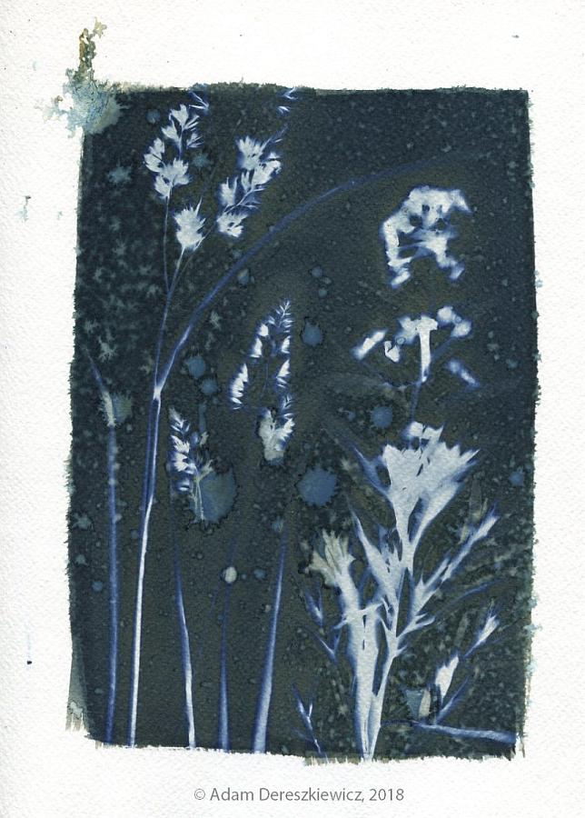 Wet cyanotype handmade print - unique art item floral