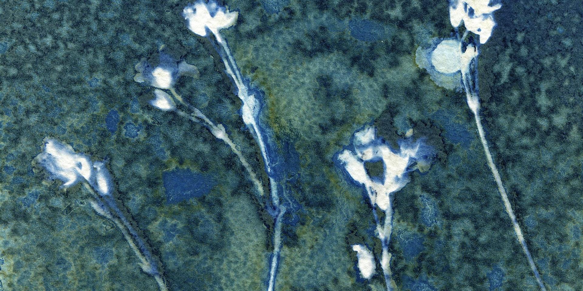 A fragment of wet cyanotype process pring from "Magical Meadows" series
