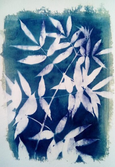 Wet cyanotype floral photogram A4, unique print