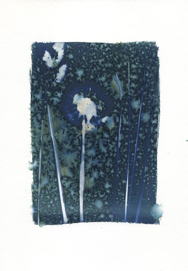 Wet cyanotype floral photogram A4, unique print
