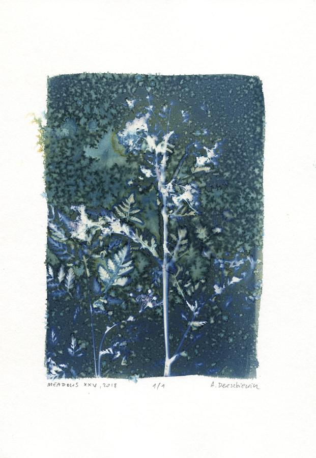 Wet cyanotype, floral photogram A4, unique print