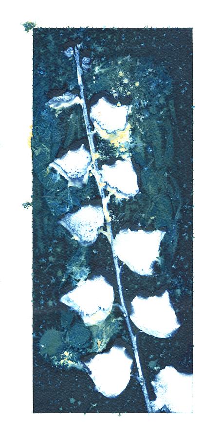 Wet cyanotype, floral photogram 420x280mm