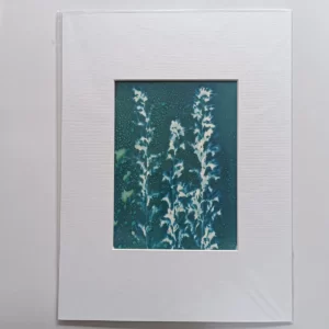 artadder_2025_cyanotypes4sale_0004-KEF